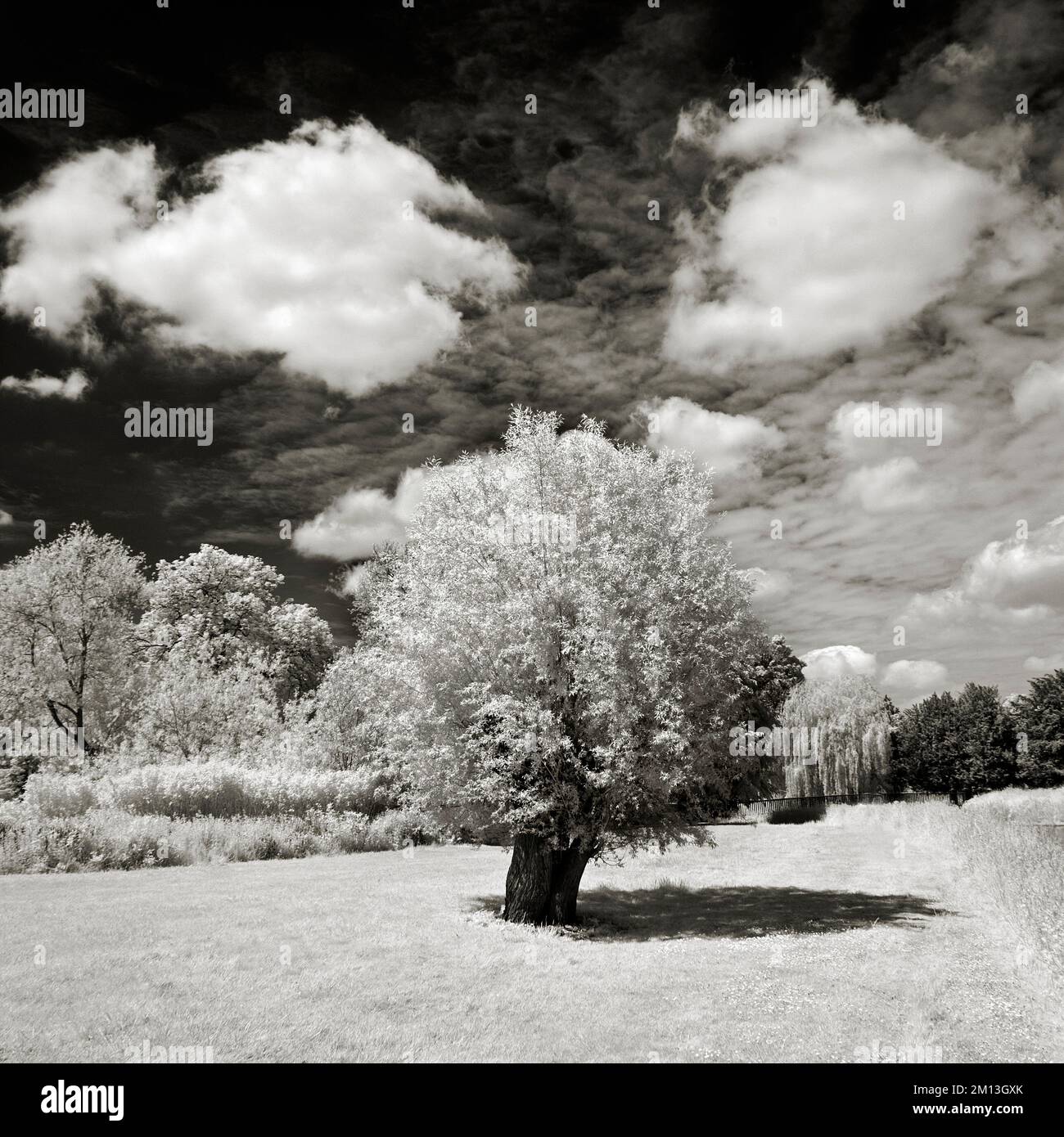 Fine Art Schwarz-Weiß-Fotografie der Bäume im Shugborough-Park mit üppigem Wachstum im Frühsommer auf Cannock Chase AONB Stockfoto