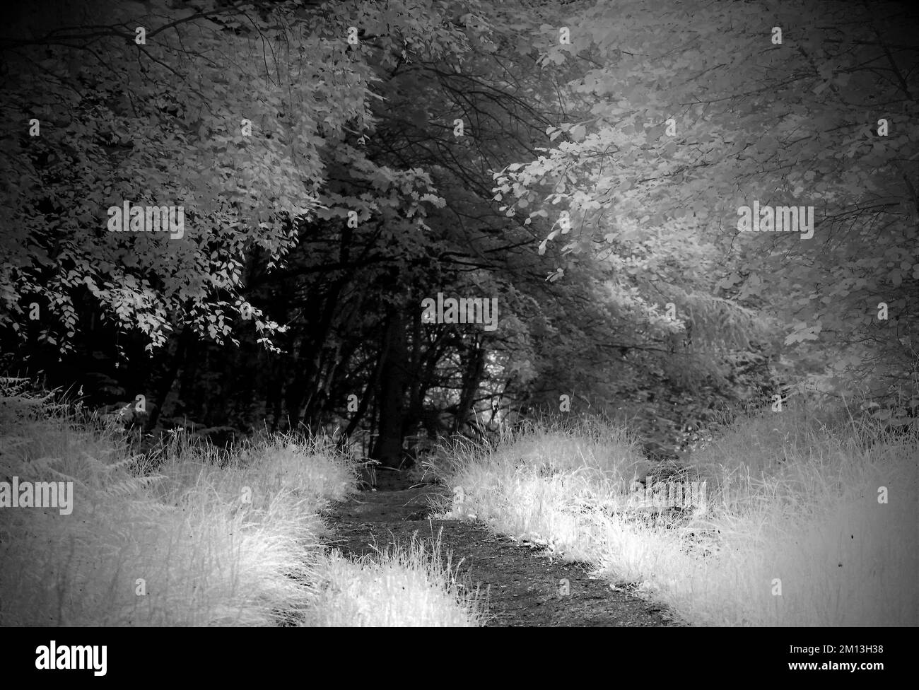 Monotone Fotografie von Bäumen, die den Fußweg flankieren, in den Wäldern im Cannock Chase AONB Gebiet von herausragender natürlicher Schönheit Stockfoto
