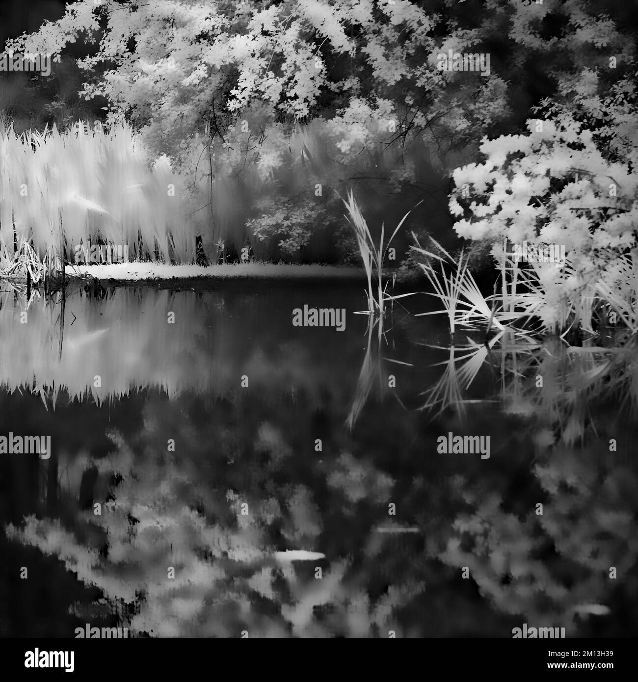 Schwarz-weiß verschwommenes Bild in Infrarot-Fotografie des Waldbeckens mit Reflexionen der Vegetation, aufgenommen in Land und Wäldern in einem AONB Stockfoto