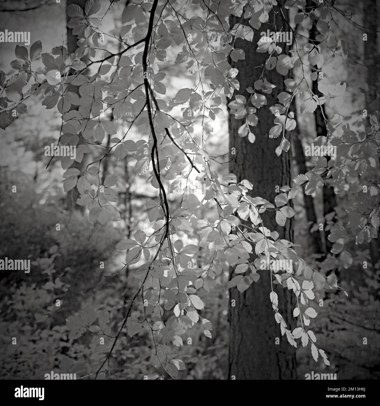 Sepia-farbige Bilder von wildem Laub mit Schatten, Blättern, Zweigen und Bäumen in einem Cannock Chase Wald Stockfoto