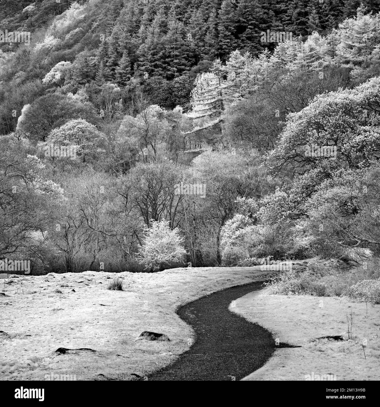 North Snowdonia Berghang Forest von der Aber Falls Landstraße in der Nähe von Llanfairfechan aus gesehen Stockfoto