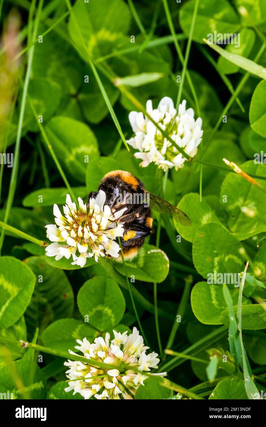 Gattung Leioproctus ist eine haarige und einheimische Biene in Neuseeland Stockfoto