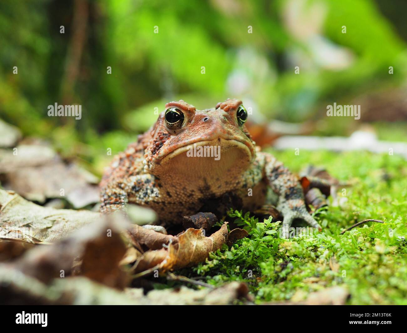 Das mürrische Gesicht einer amerikanischen Kröte (Anaxyrus americanus) zeigt ihre wundervolle strukturierte und farbige Haut. Stockfoto