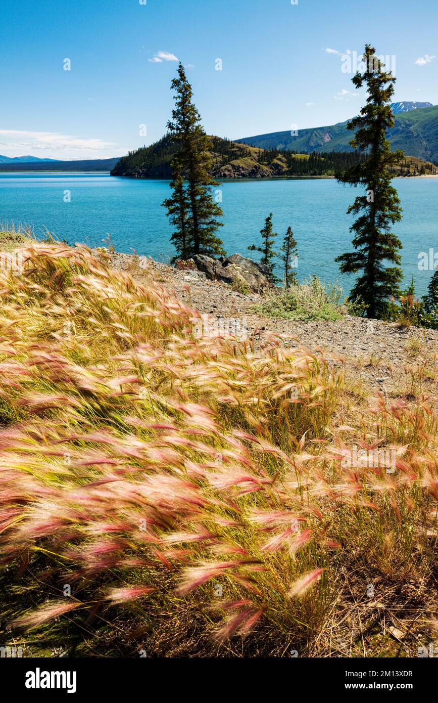 Wildgras wachsen am Kluane Lake; Kluane National Park; Saint Elias Mountains; Alaska Highway; Yukon Territory; Kanada Stockfoto