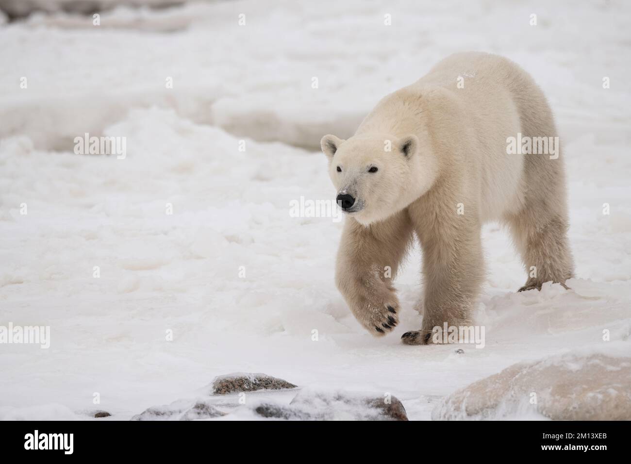 Eisbären in Churchill Stockfoto
