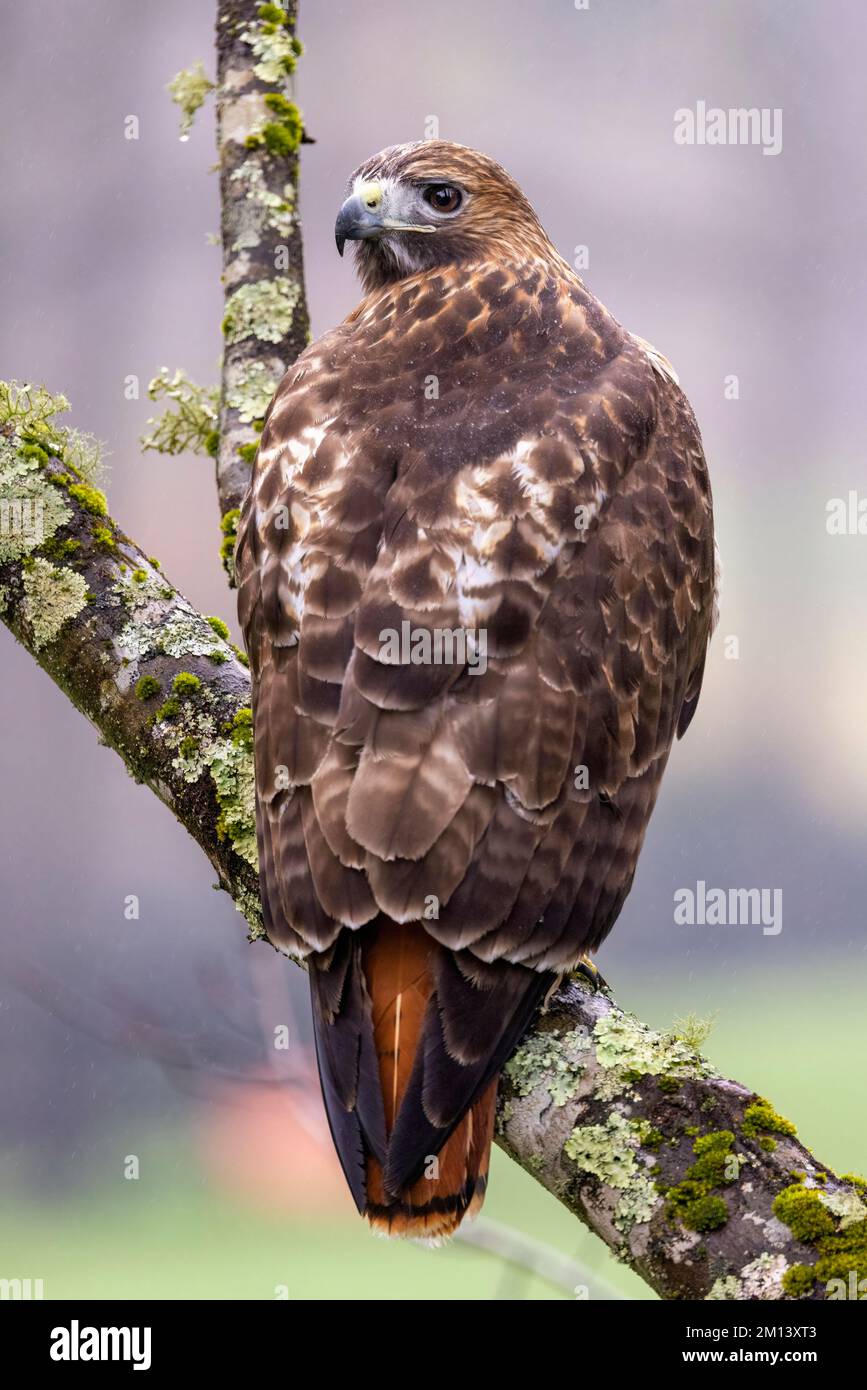 Rotschwanzfalke (Buteo jamaicensis) – Brevard, North Carolina, USA Stockfoto