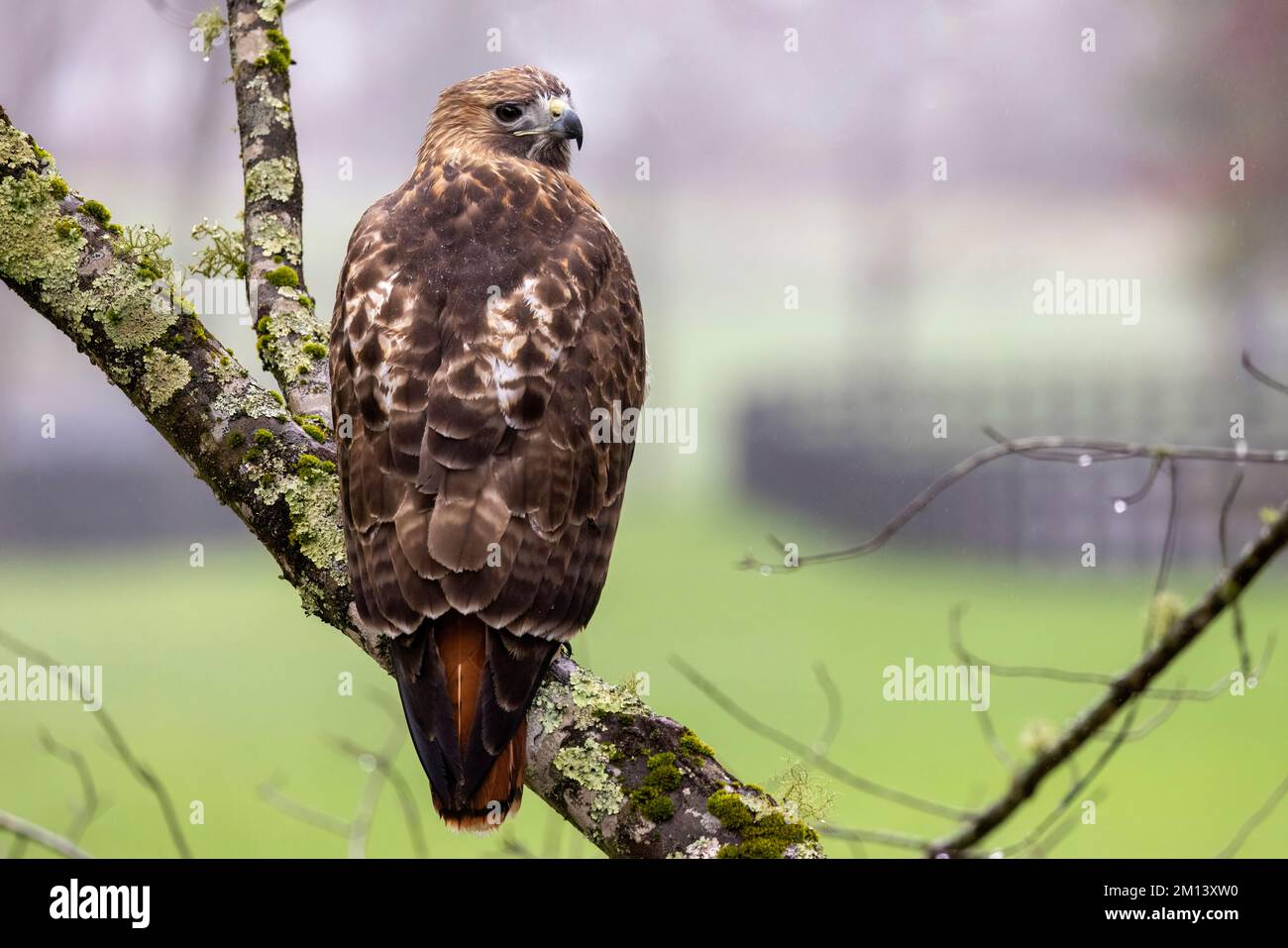 Rotschwanzfalke (Buteo jamaicensis) – Brevard, North Carolina, USA Stockfoto