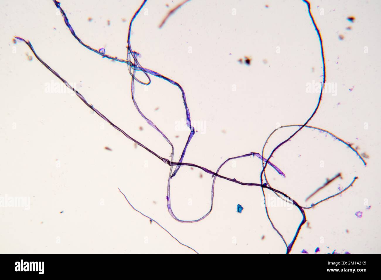 Gewebefasern, Lichtmikroskopie Stockfoto