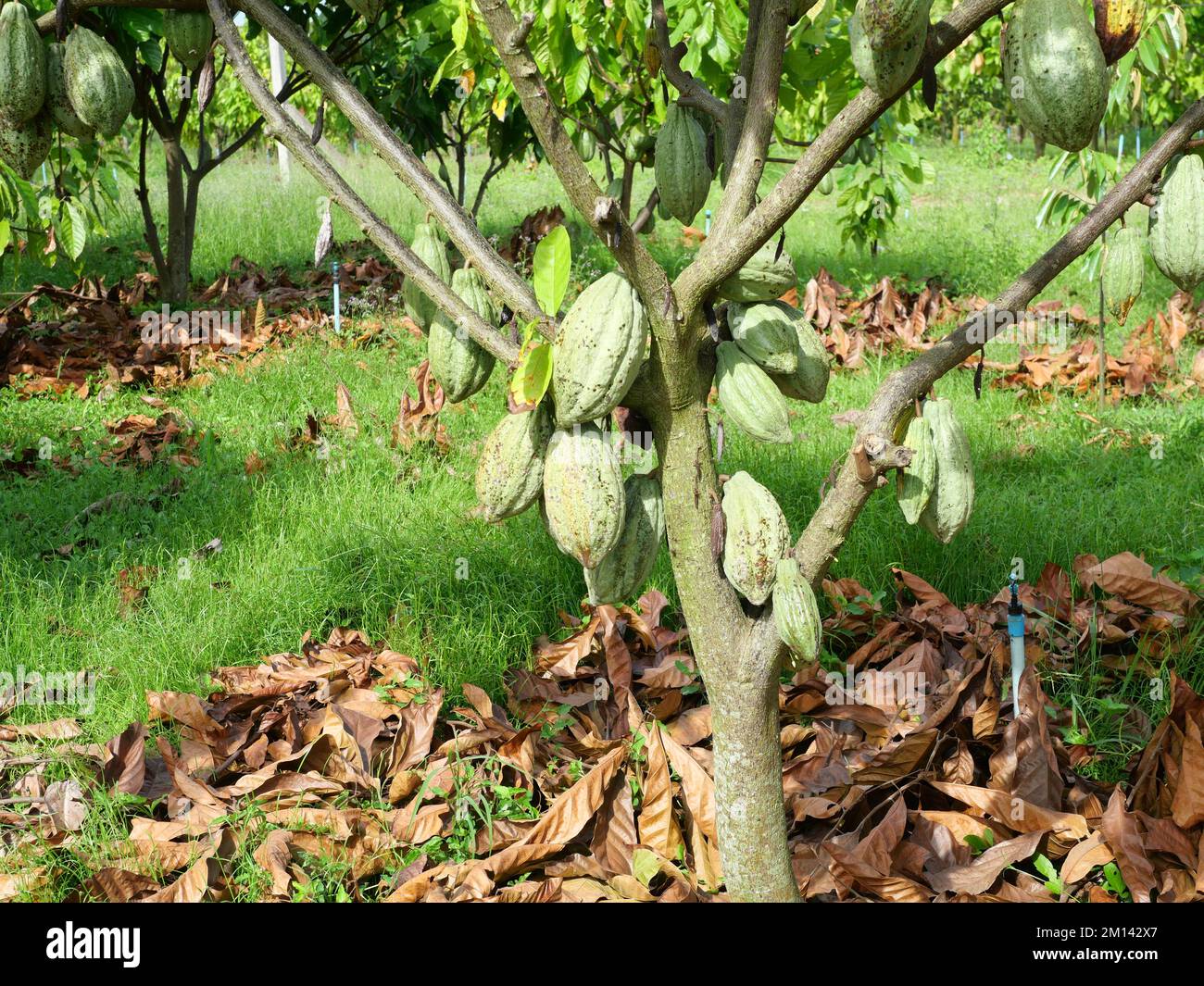 Bäume und Früchte der Kakao-Schote von Theobroma hängen auf dem Ast auf dem Feld in landwirtschaftlichen Gebieten in Thailand, Pflanzen auf tropischem Hof Stockfoto