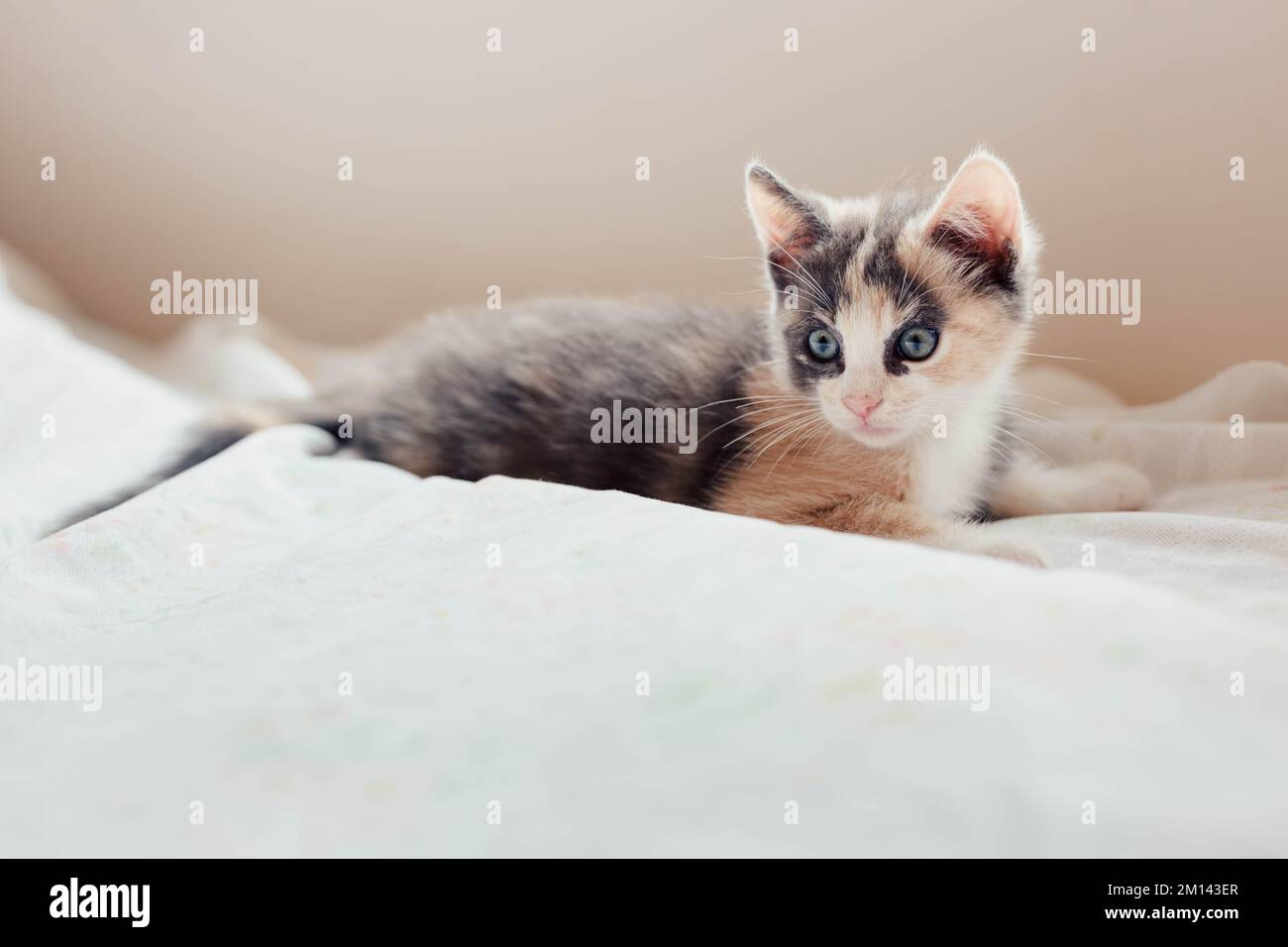 Verspielter junger Fluffy Calico Kitten, der auf einem Bett spielt Stockfoto