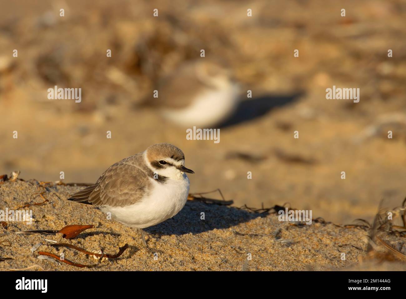 Schneepflug (Charadrius nivosus), Salinas River National Wildlife Refuge, Kalifornien Stockfoto