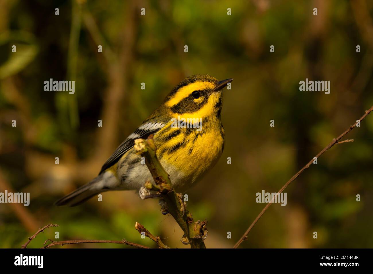 Townsend's Warbler (Setophaga Townsendi), Point Lobos State Reserve, Big Sur Coast Highway Scenic Byway, Kalifornien Stockfoto