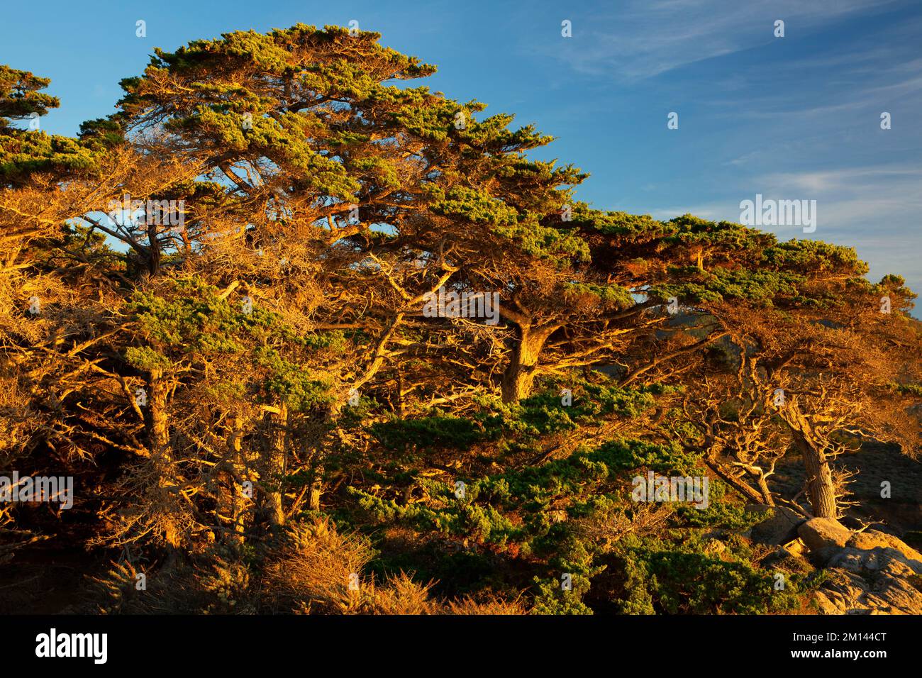 Monterey Cypress, Point Lobos State Reserve, Big Sur Coast Highway Scenic Byway, Kalifornien Stockfoto