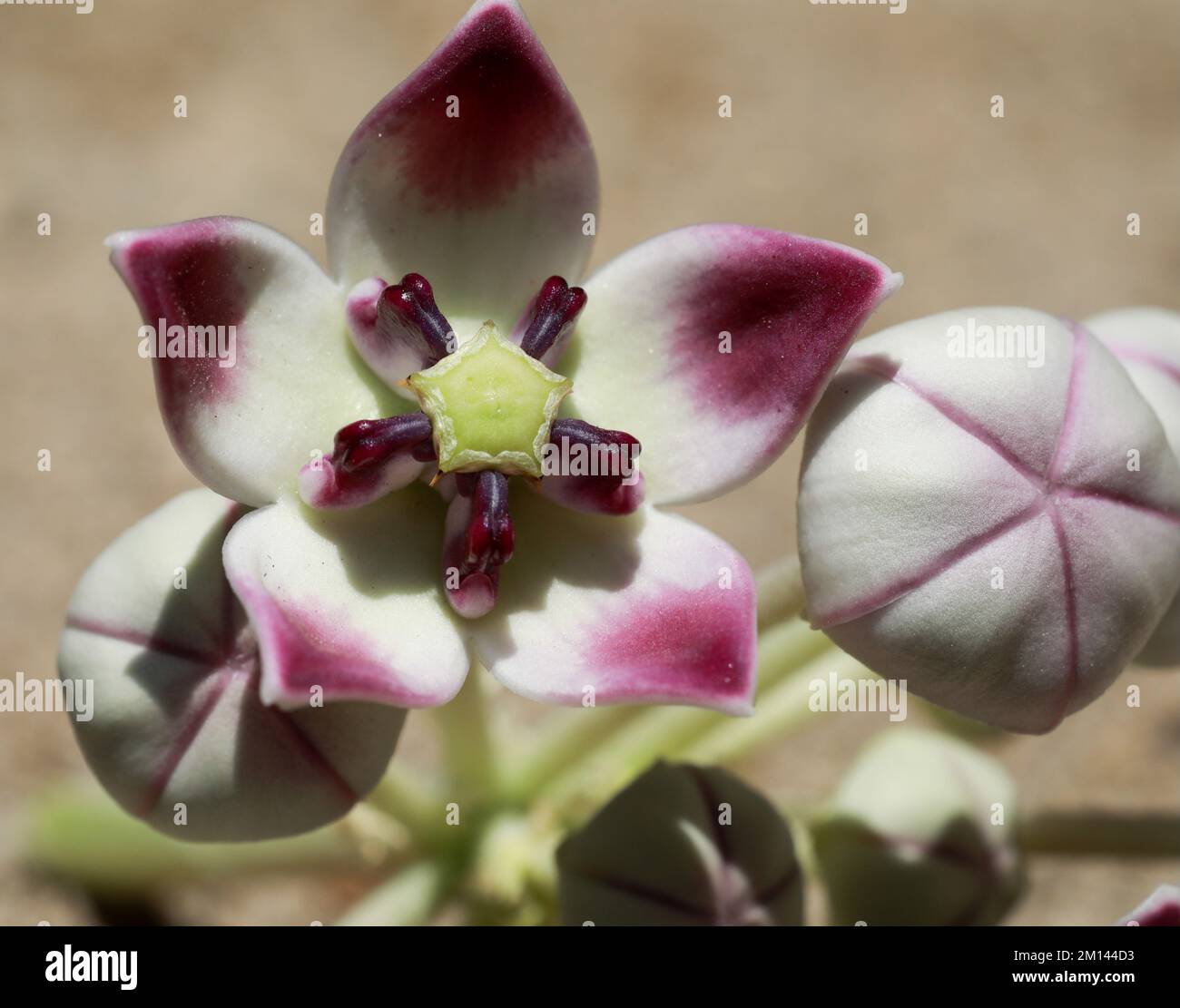 Nahtdetails der Blüten von Calotropis procera. Apfel von sodom, Königskrone, Gummibaum, Gummibauch, Toter Seeapfel, Nahaufnahme. Stockfoto