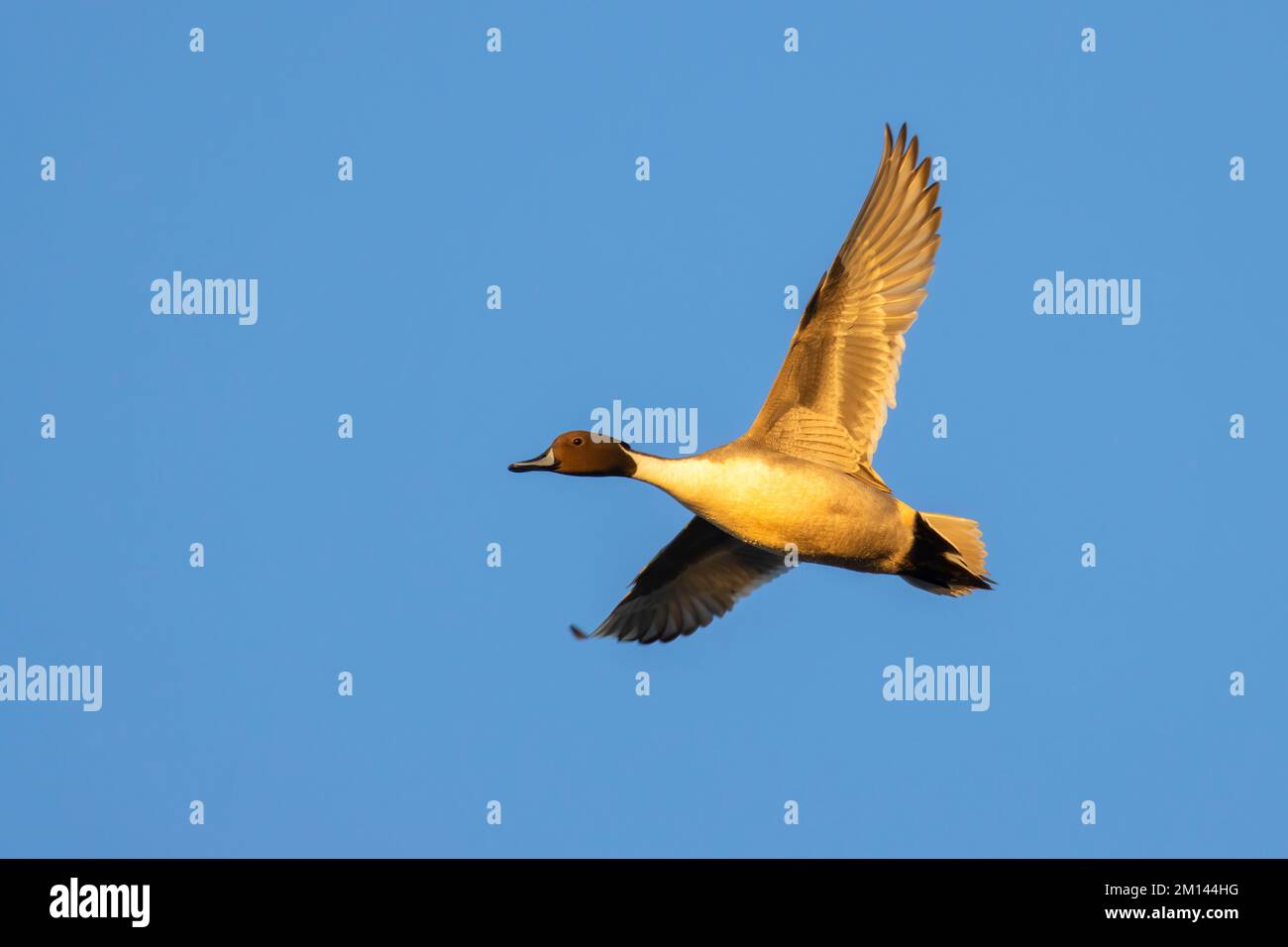 Northern Pintail (Anas acuta), Llano Seco Unit, Steve Thompson North Central Valley Wildlife Management Area, Kalifornien Stockfoto