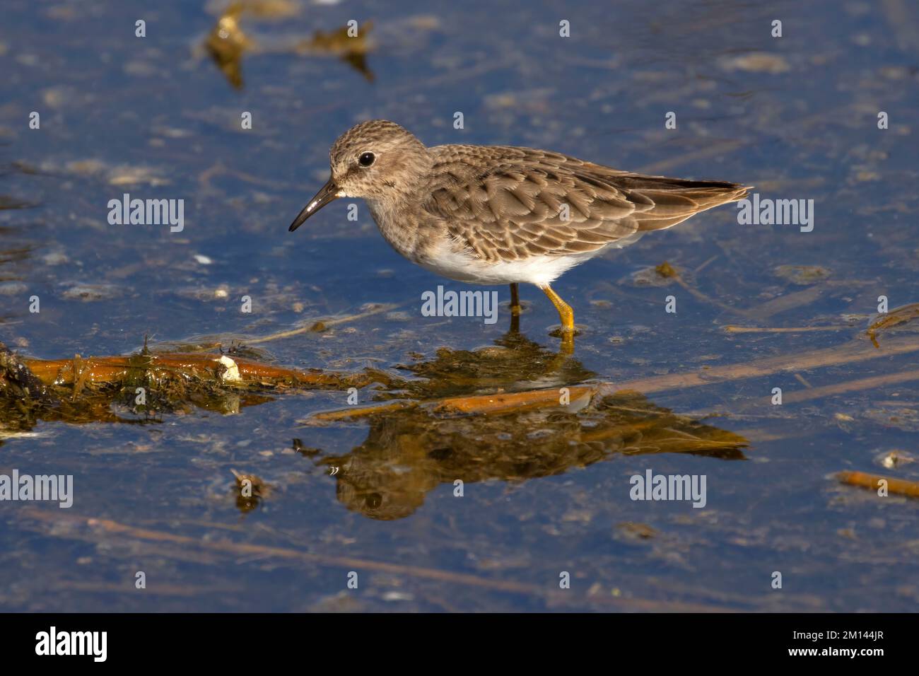 Am wenigsten Sandpiper (Calidris minutilla), Merced National Wildlife Refuge, Kalifornien Stockfoto