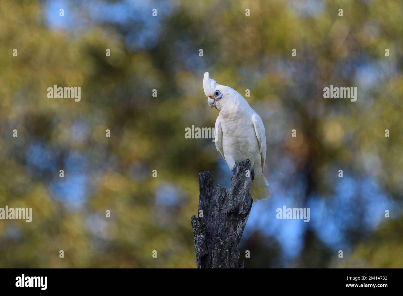 Ein schüchterner australischer Erwachsener, kleiner Corella-Cacatua-Sanguinea-Vogel, der auf einem alten Baumstumpf in bunten, weichen Morgenlicht sitzt Stockfoto