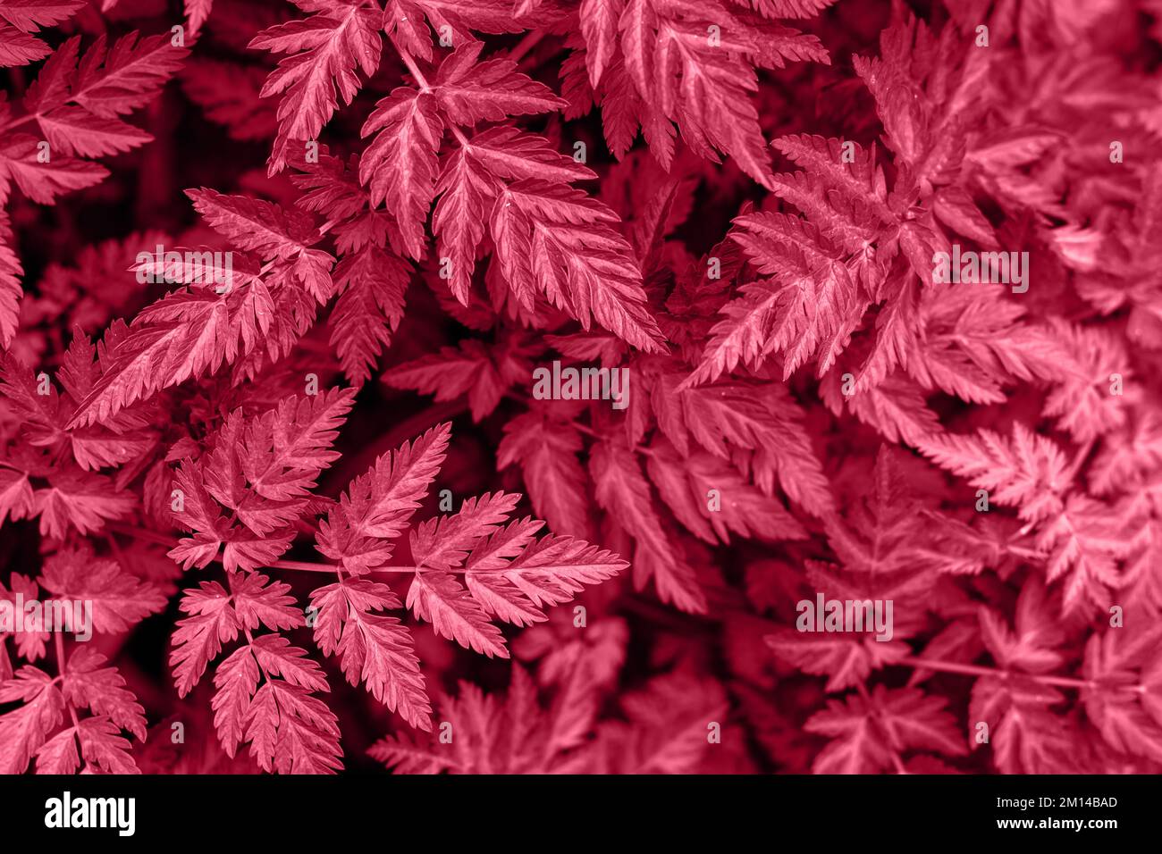 Viva Magenta: Trendige Farbe, 2023 Blatthintergrund. Wunderschöner natürlicher Laubhintergrund. Stockfoto