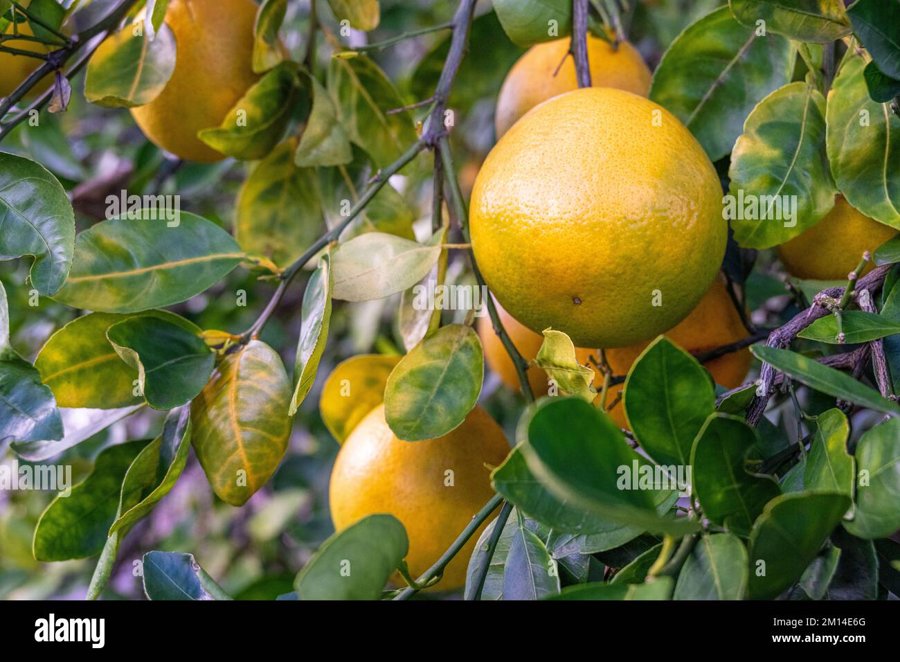 Rote Nabelorangen in einem Zitrushain bei Showcase of Citrus in Clermont, Florida. (USA) Stockfoto