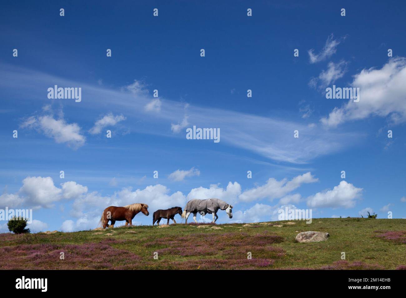 Natur in Südschweden in der Provinz Skåne, Pferde auf einem Feld Stockfoto