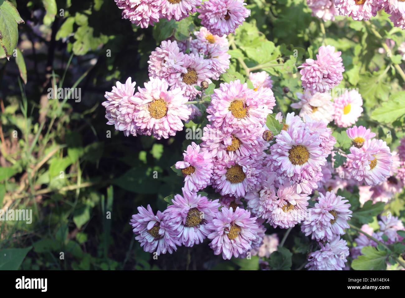 Hardy Garden Mum (Chrysanthemum Morifolium) rosa Blume im Garten bei Sonnenuntergang. Stockfoto