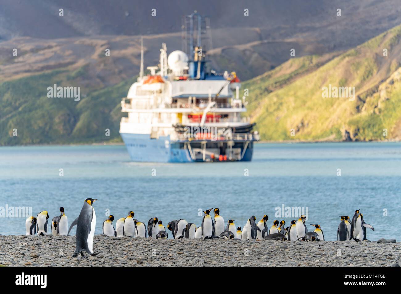 Touristen in den Tierarten eines antarktischen Expeditionsschiffs, das in Fortuna Bay an der Nordküste Südgeorgias mit Königspinguinen im Vordergrund von Bord geht Stockfoto