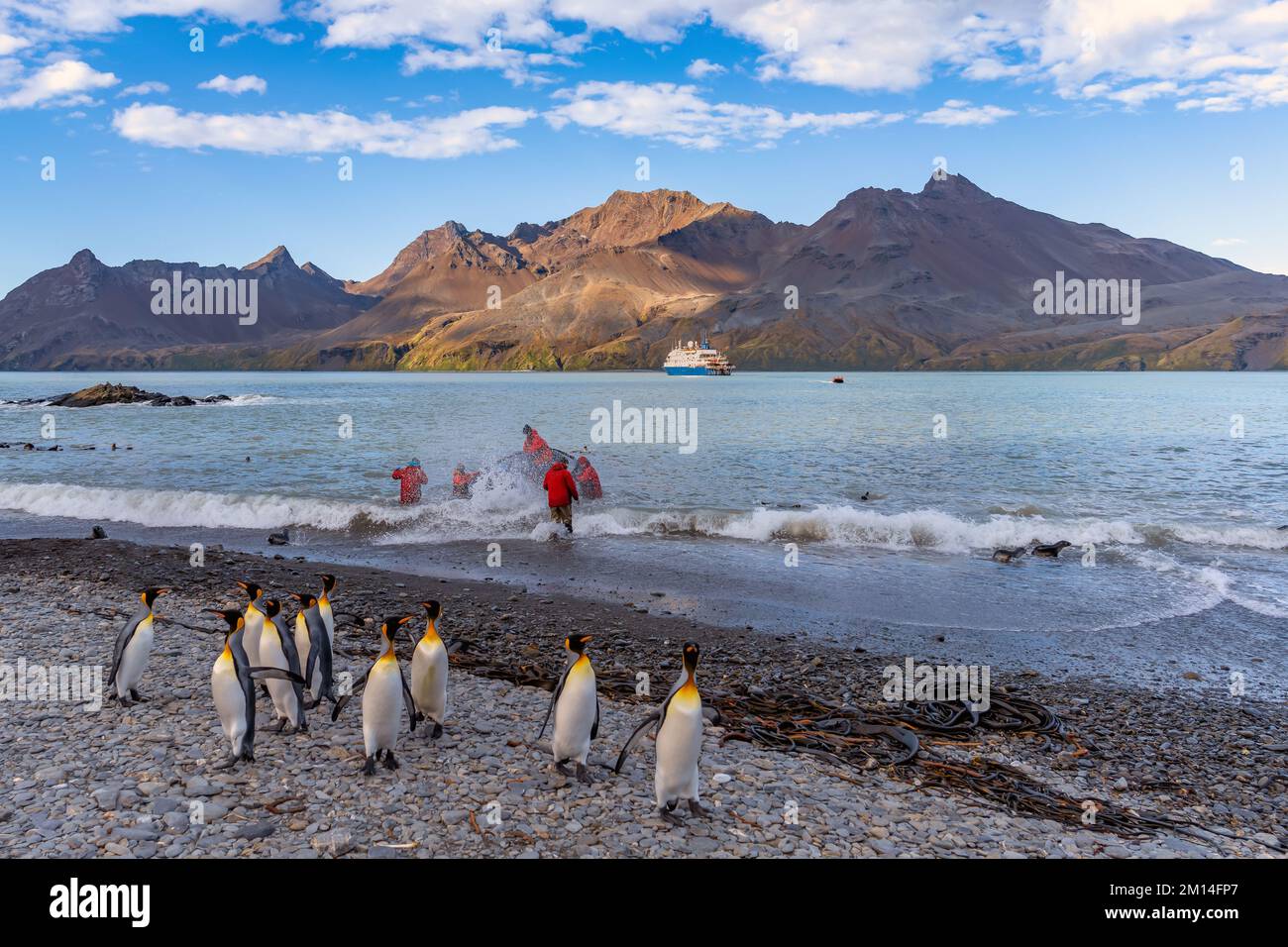 Touristen in den Tierarten eines antarktischen Expeditionsschiffs, das in Fortuna Bay an der Nordküste Südgeorgias mit Königspinguinen im Vordergrund von Bord geht Stockfoto