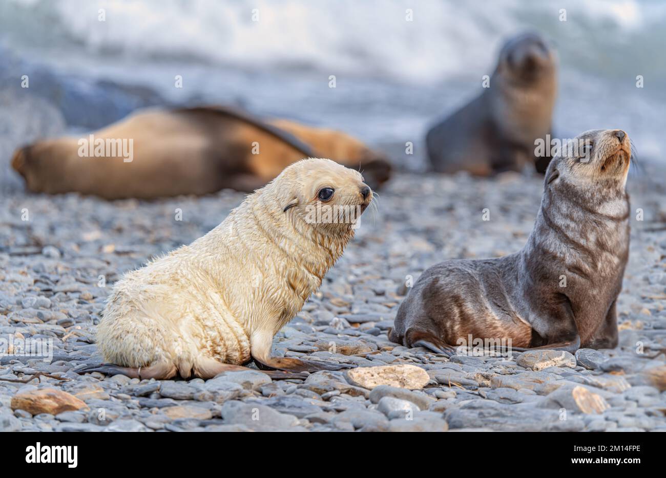 Outsider - Seltenes blondes Seehundbaby der Antarktis (Arctocephalus gazella) in Südgeorgien, Heimat von über 95 % der weltweit beliebten Seehunde der Antarktis Stockfoto