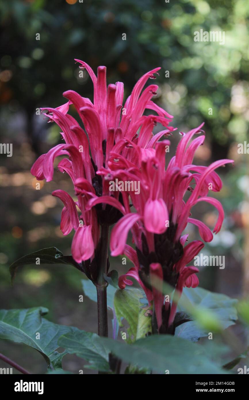 Brasilianische Pflaume oder Flamingo-Blume (justicia carnea) im Garten. Stockfoto