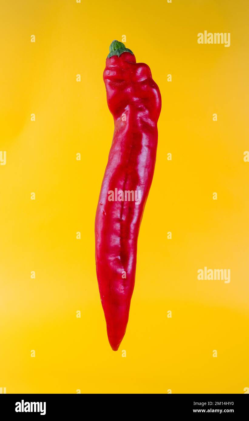 Roter, spitz zulaufender süßer Pfeffer auf hellgelbem Hintergrund Stockfoto