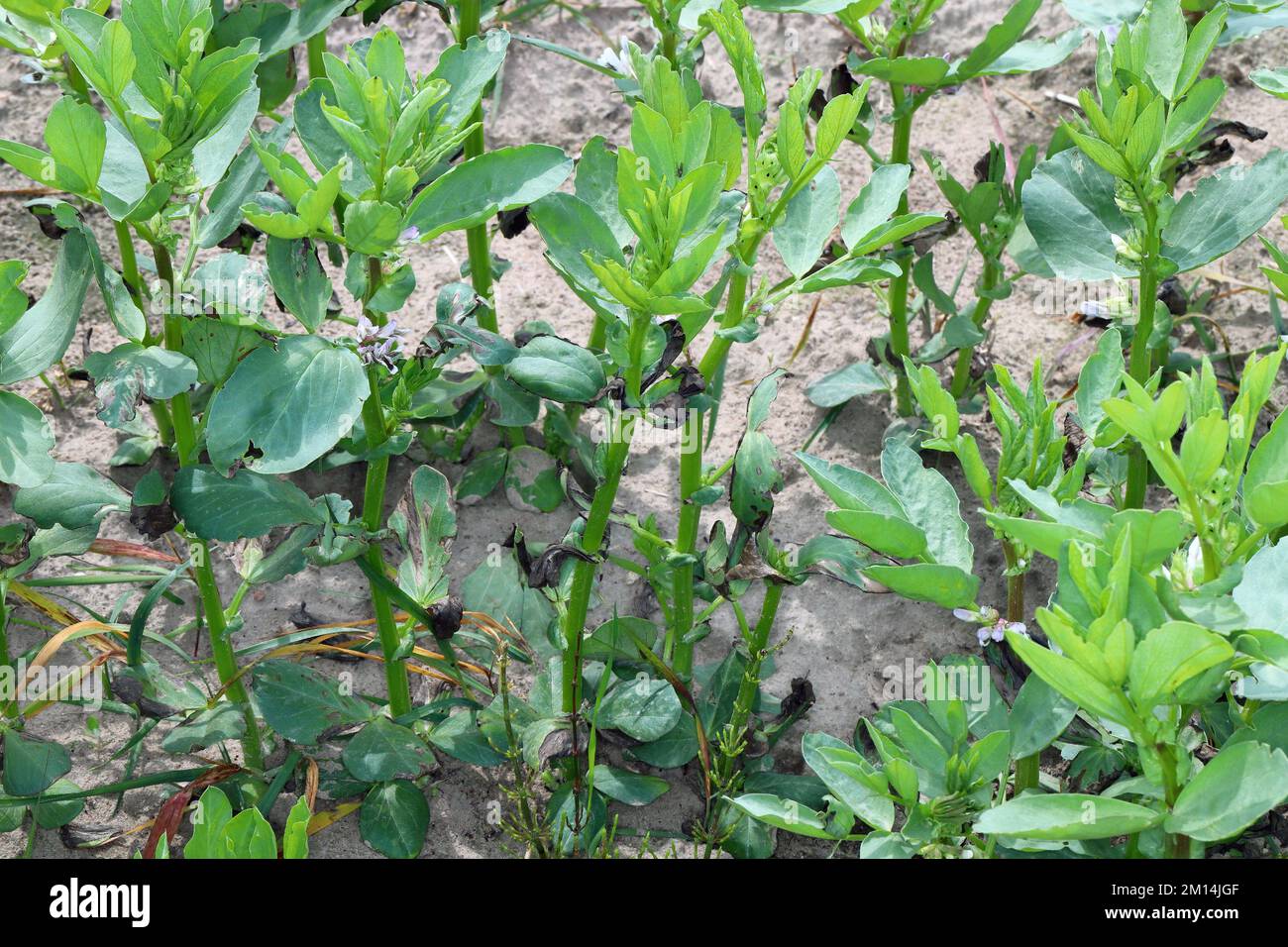 Verwelken und Trocknen von Blattspitzen Faba Bohnenpflanzen durch eine Pilzerkrankung verursacht. Stockfoto