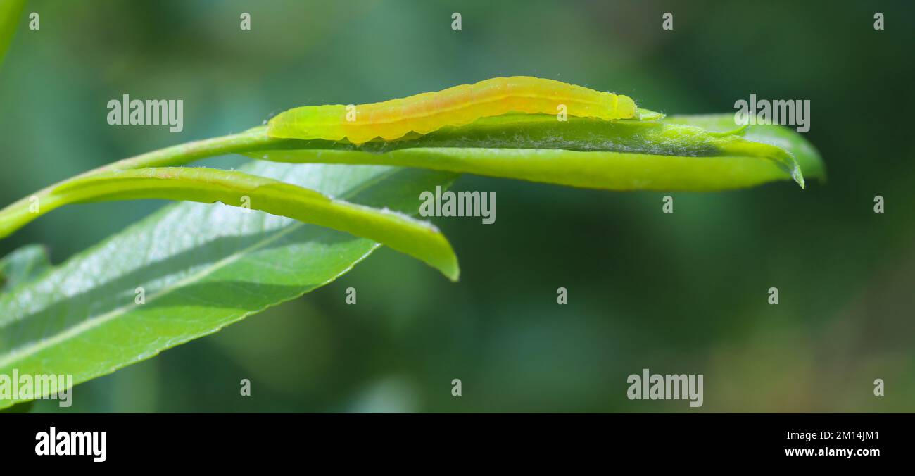 Leuchtend grüne Mottenraupe auf Weidenblättern. Stockfoto