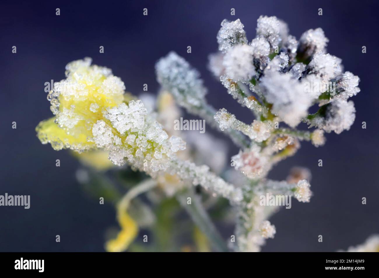 Blüten der Ernte, Winterraps nach dem Frost. kristalle von louis auf den Blumen. Stockfoto