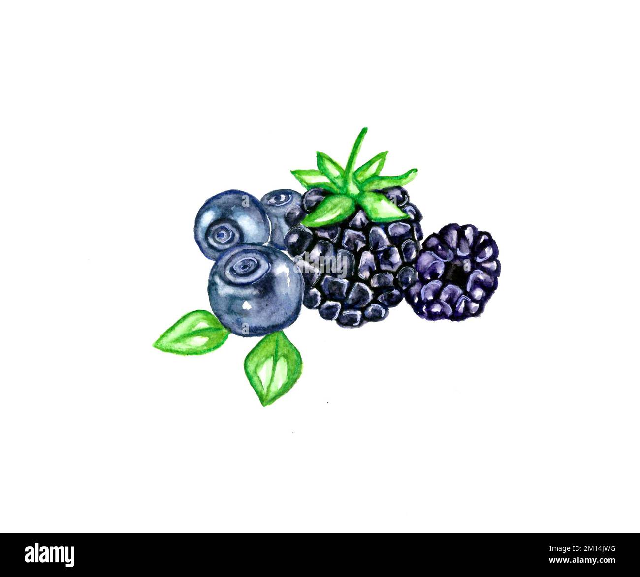 Darstellung der Wasserfarben BlackBerry und Blaubeeren isoliert auf weißem Hintergrund Stockfoto