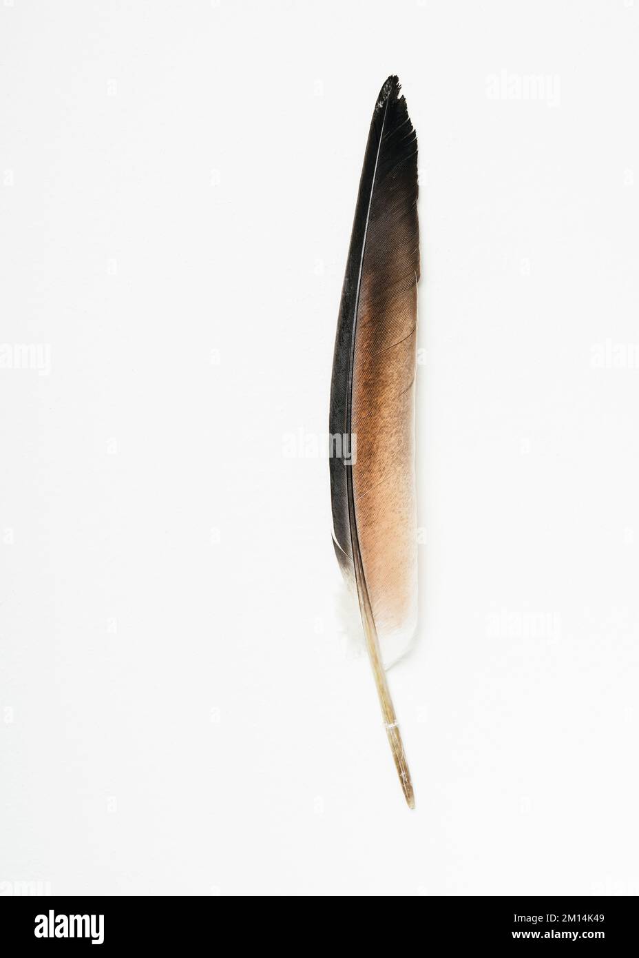 Eine braune Taubenfeder auf weißem Hintergrund. Stockfoto