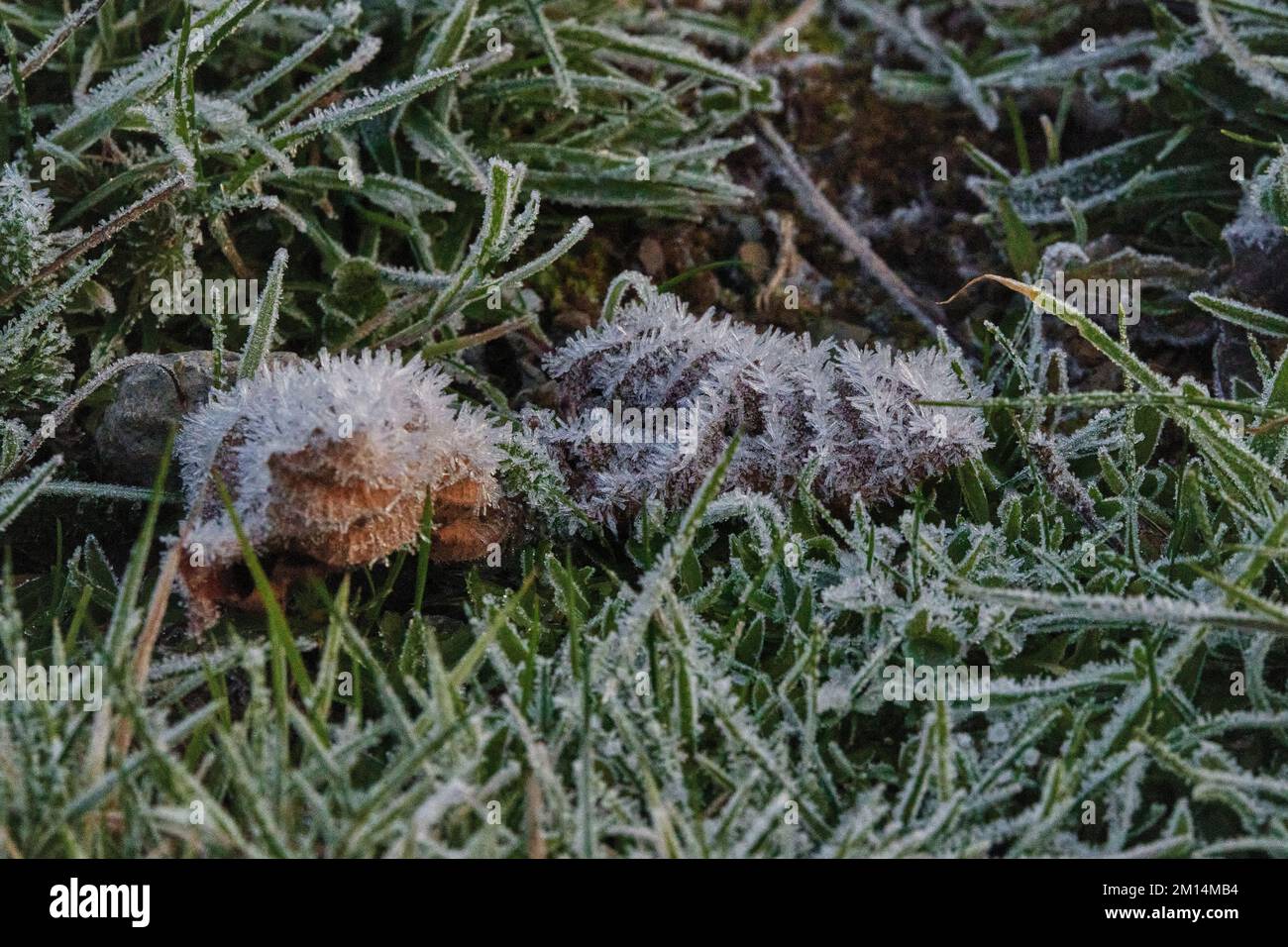 Farlacombe Farm, Bickington, Newton Abbot, Vereinigtes Königreich, 10. 2022 Uhr, Frosty Morning auf den Feldern auf der Farlacombe Farm, bei Newton Abbot. Kredit: Will Tudor/Alamy Live News Stockfoto