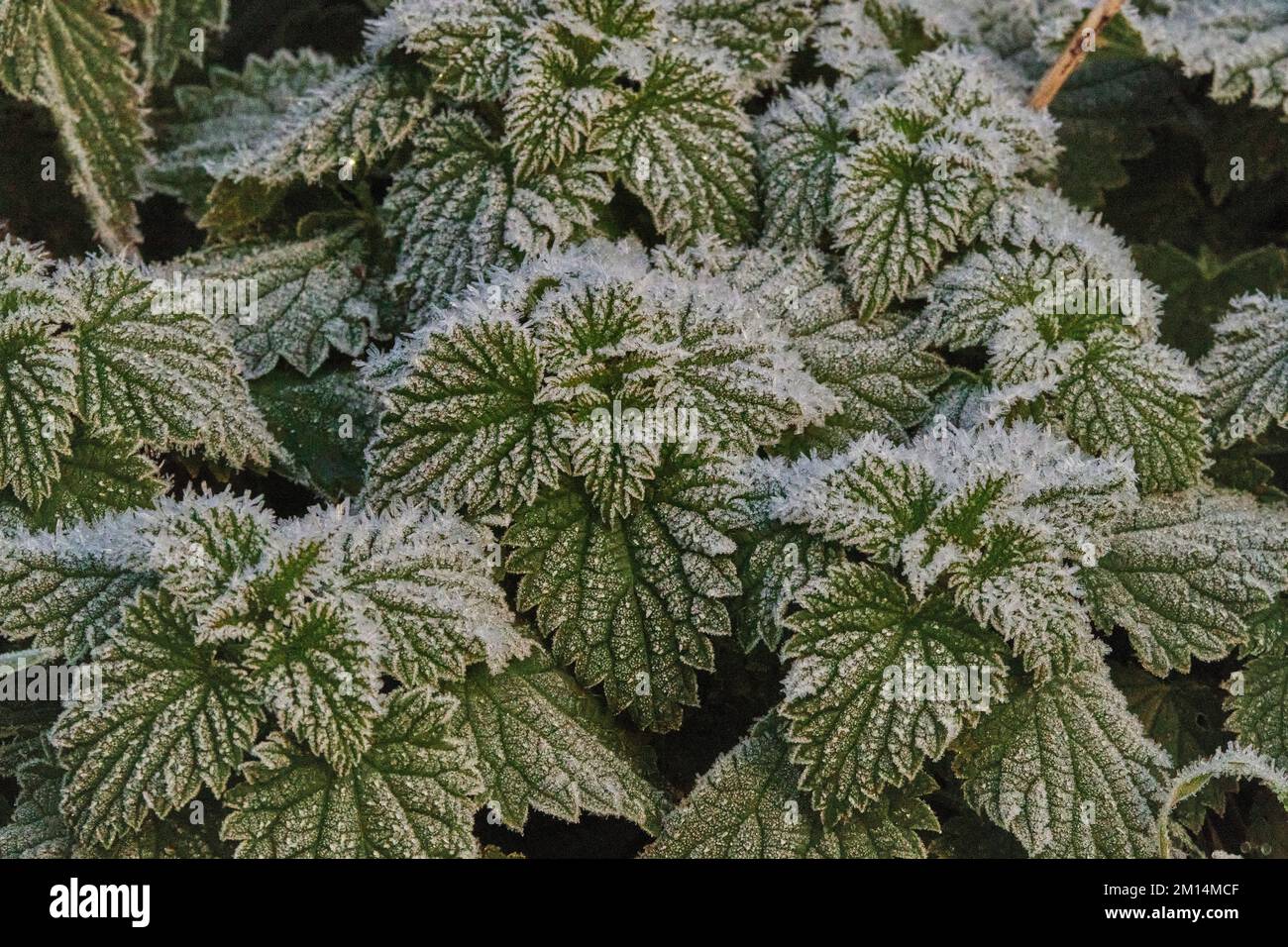 Farlacombe Farm, Bickington, Newton Abbot, Vereinigtes Königreich, 10. 2022 Uhr, Frosty Morning auf den Feldern auf der Farlacombe Farm, bei Newton Abbot. Kredit: Will Tudor/Alamy Live News Stockfoto