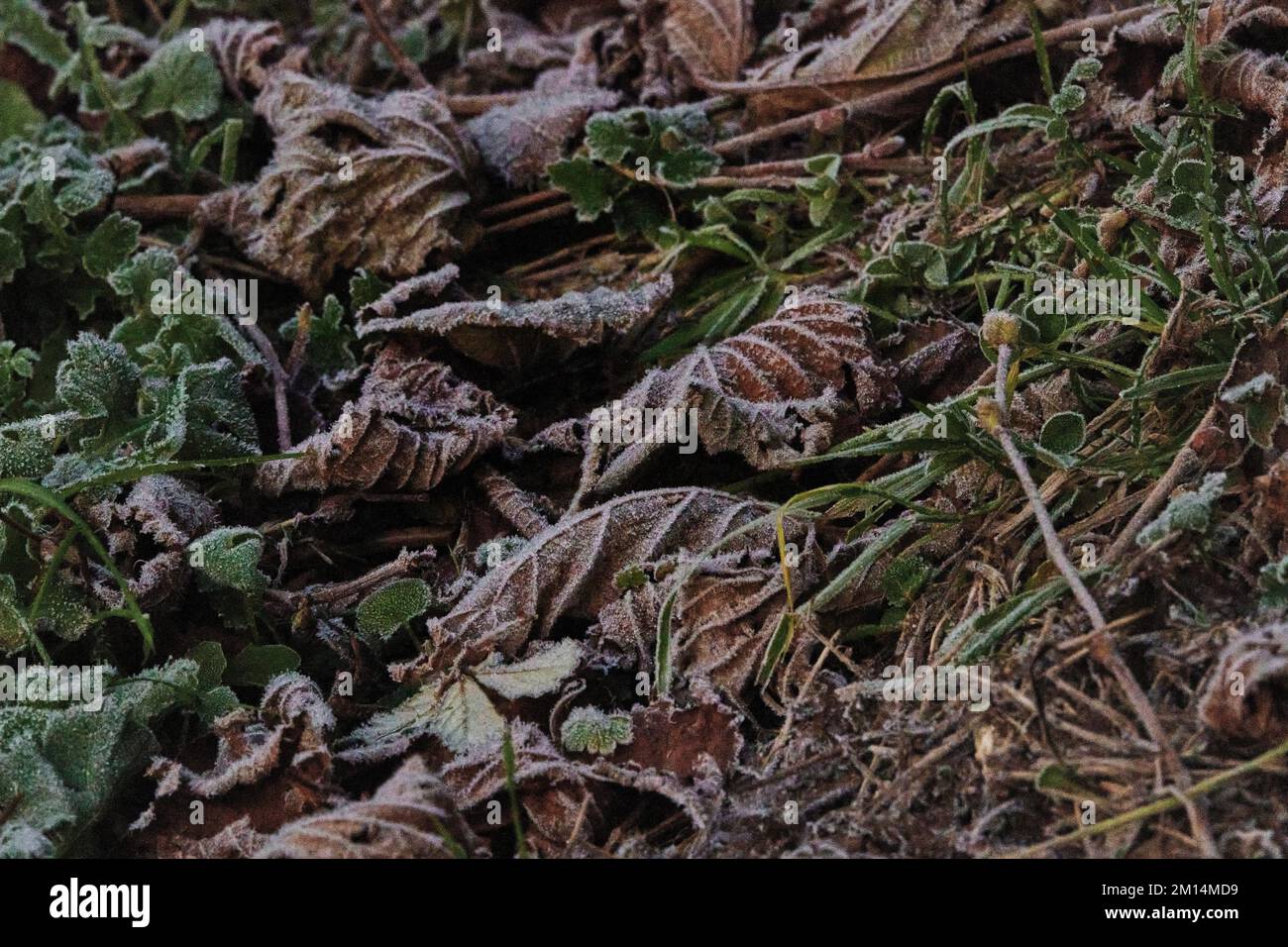 Farlacombe Farm, Bickington, Newton Abbot, Vereinigtes Königreich, 10. 2022 Uhr, Frosty Morning auf den Feldern auf der Farlacombe Farm, bei Newton Abbot. Kredit: Will Tudor/Alamy Live News Stockfoto
