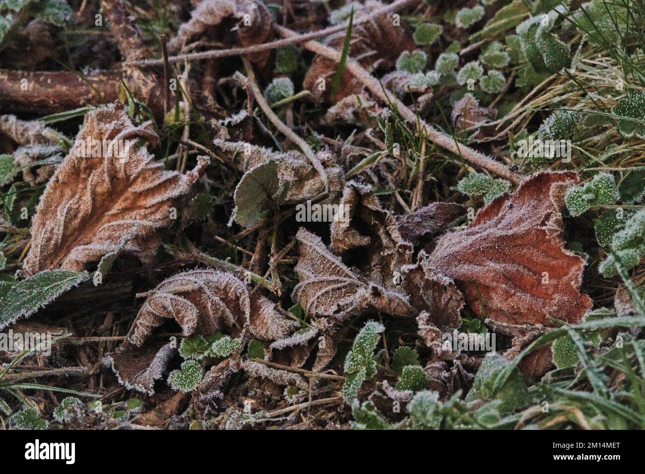 Farlacombe Farm, Bickington, Newton Abbot, Vereinigtes Königreich, 10. 2022 Uhr, Frosty Morning auf den Feldern auf der Farlacombe Farm, bei Newton Abbot. Kredit: Will Tudor/Alamy Live News Stockfoto