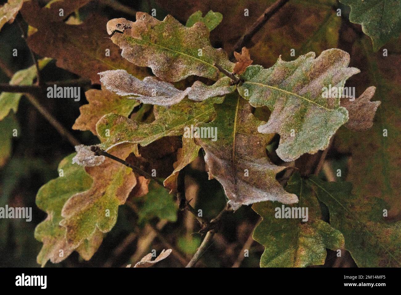 Farlacombe Farm, Bickington, Newton Abbot, Vereinigtes Königreich, 10. 2022 Uhr, Frosty Morning auf den Feldern auf der Farlacombe Farm, bei Newton Abbot. Kredit: Will Tudor/Alamy Live News Stockfoto