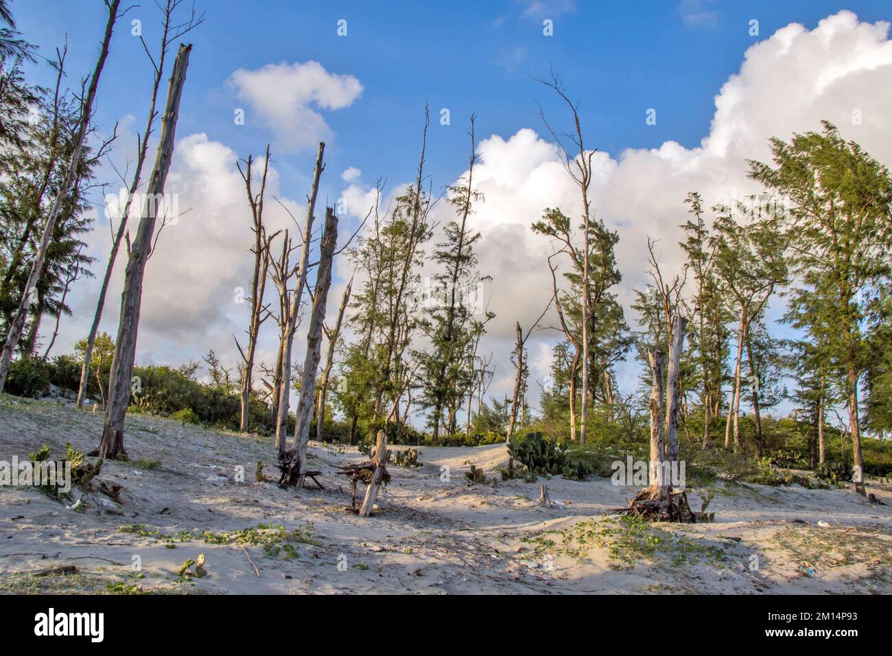 Bakkhali Küste westbengalen wunderschöne Landschaft Stockfoto