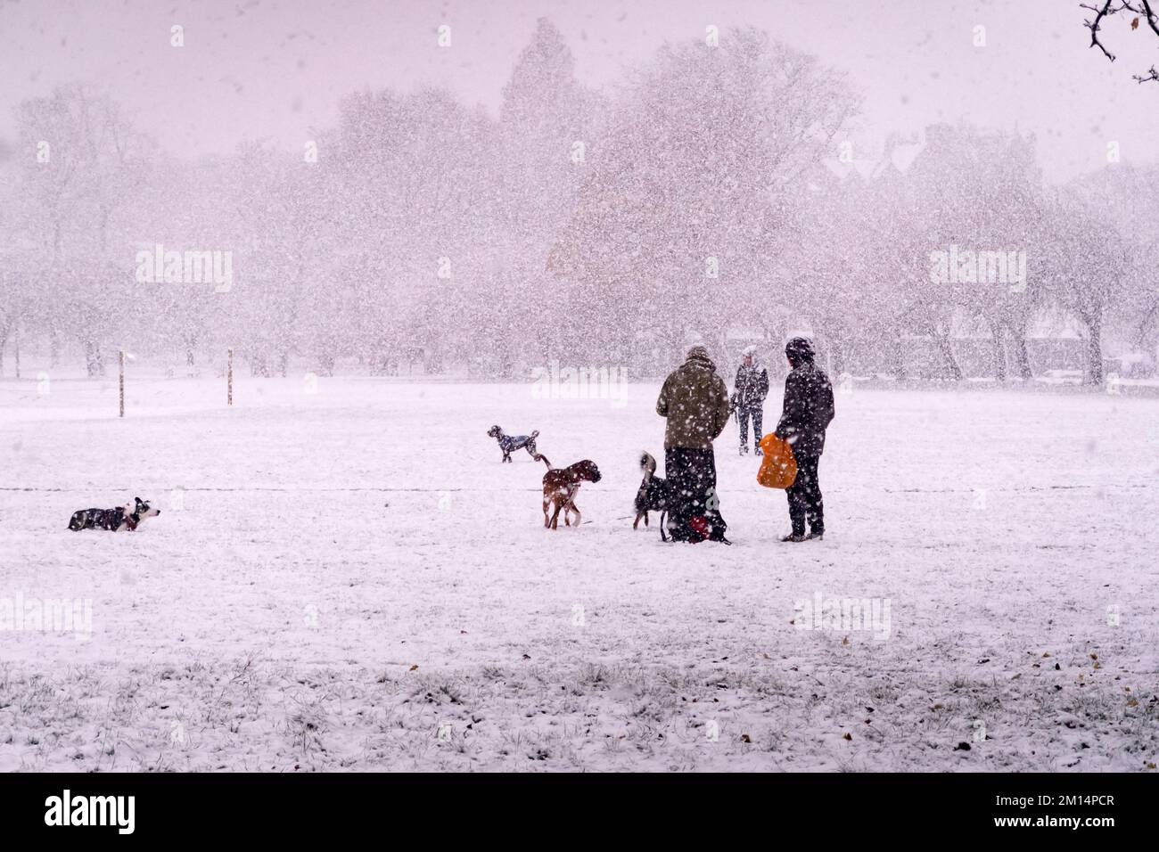 Edinburgh, Schottland, Großbritannien. 10.. Dezember 2022. Trotz eines Schneefalls wurde das Stadtzentrum von Edinburgh heute Morgen nicht angehalten. Während des Schneefalls gingen die Leute mit ihren Hunden in den frühen Morgenstunden in den Meadows spazieren. Credit: Lorenzo Dalberto/Alamy Live News Stockfoto