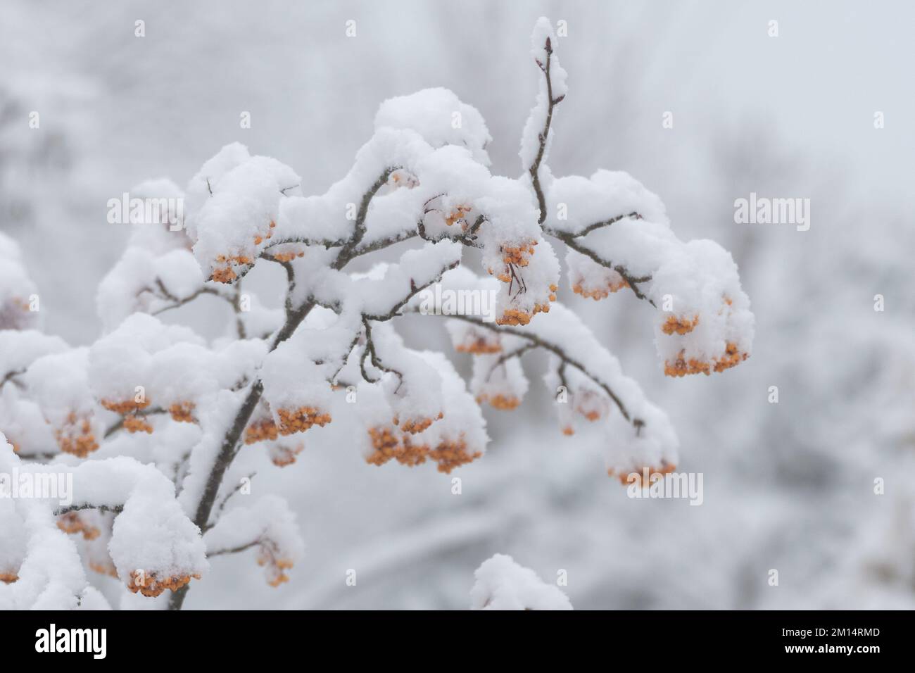 Gelbe Winterbeeren auf Rowan-Baum bedeckt mit Schnee Lancashire Vereinigtes Königreich. Stockfoto