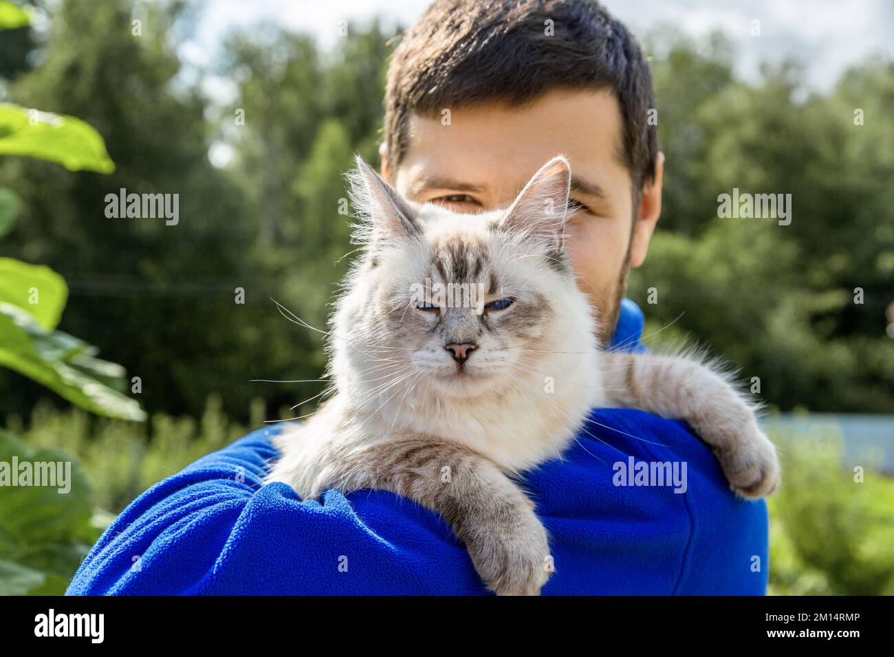 Sibirische Katze züchtet Neva Masquerade in den Händen des Besitzers Stockfoto