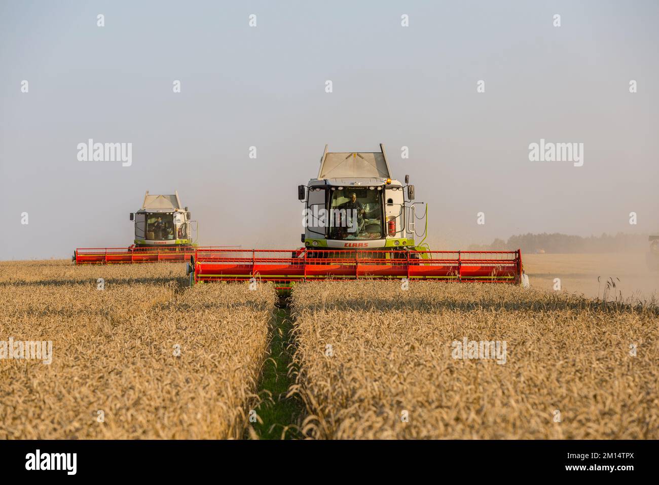 Russland, Kazan - 5. august 2020 : Claas Combine Harvester Ernte eine Ernte von Gerste Stockfoto