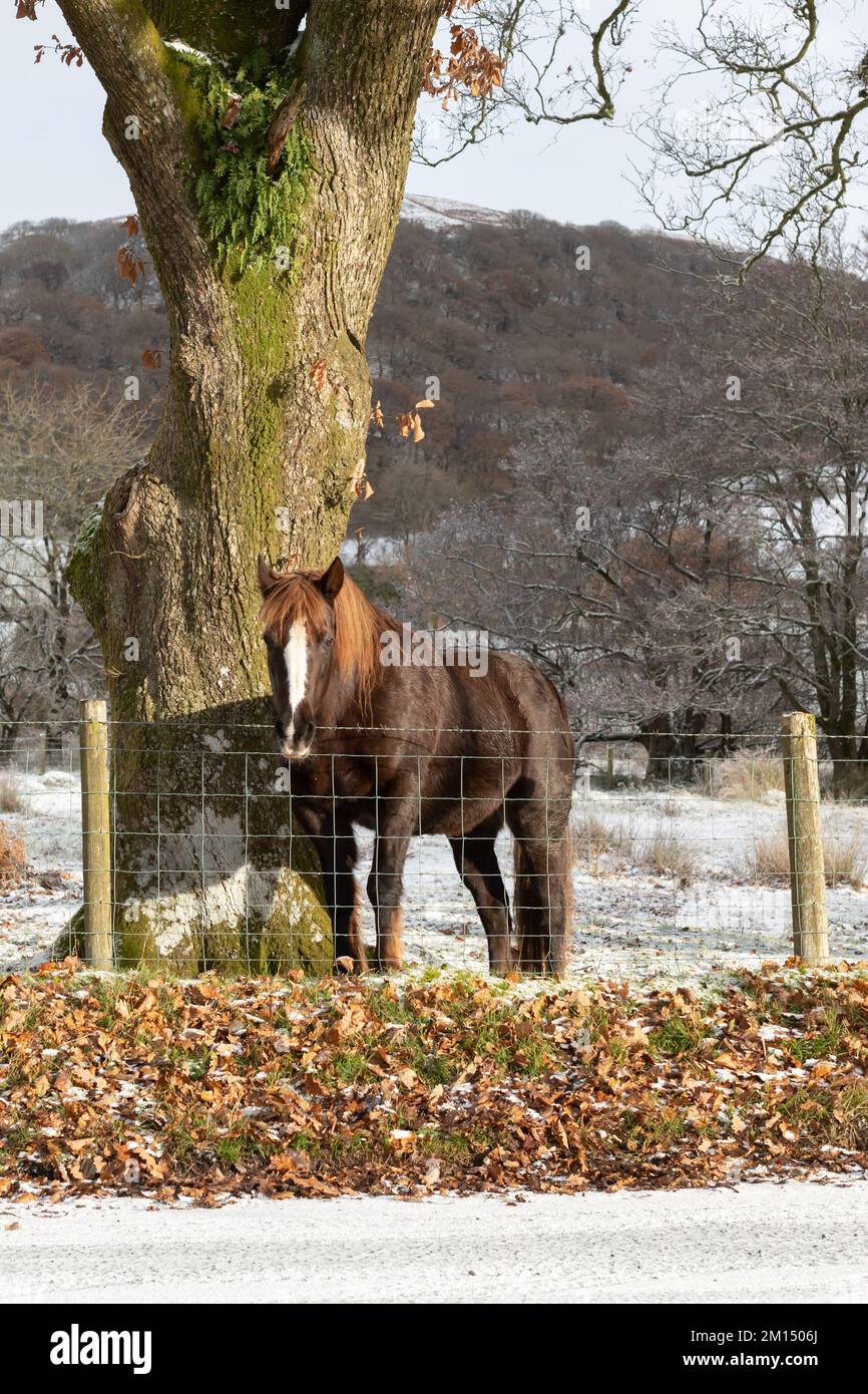 Pontrhydfendigaid, Ceredigion, Wales, Vereinigtes Königreich. 10.. Dezember 2022 UK Weather: Ein Pferd steht auf einem Feld neben der Straße bei Pontrhydfendigaid in der Mitte von Wales nach nächtlichem Schnee und Temperaturen, die auf Minuswerte sinken. © Ian Jones/Alamy Live News Stockfoto