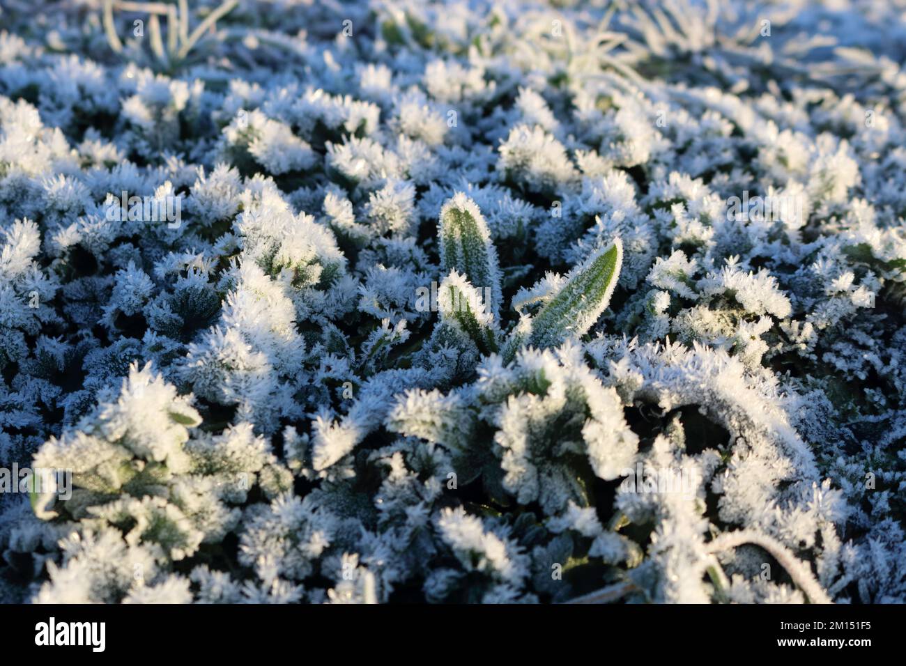 Epsom Downs Surrey, Großbritannien. 10.. Dezember 2022. Bei Temperaturen von minus 4 Grad celsius bei Sonnenaufgang gab es heute heftigen Frost über Epsom Downs. Kredit: Julia Gavin/Alamy Live News Stockfoto