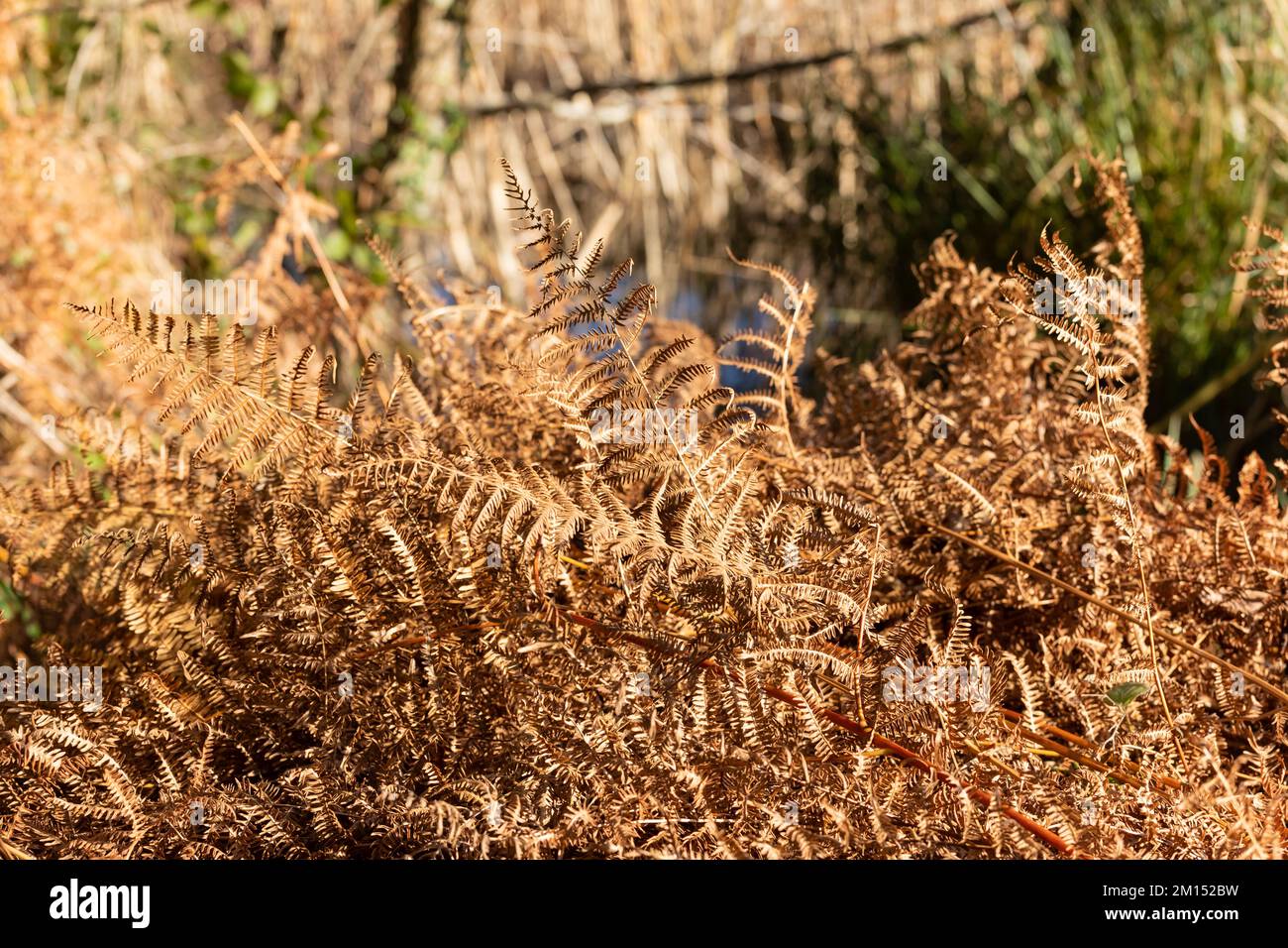 Polypodiopsida, Fern Leaves im Spätherbst, England, Vereinigtes Königreich Stockfoto