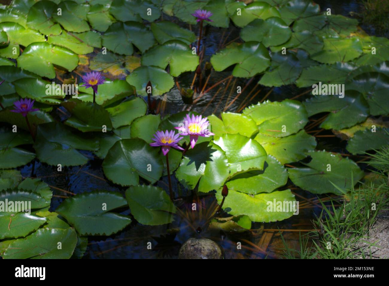 Blumen von Bora Bora Stockfoto