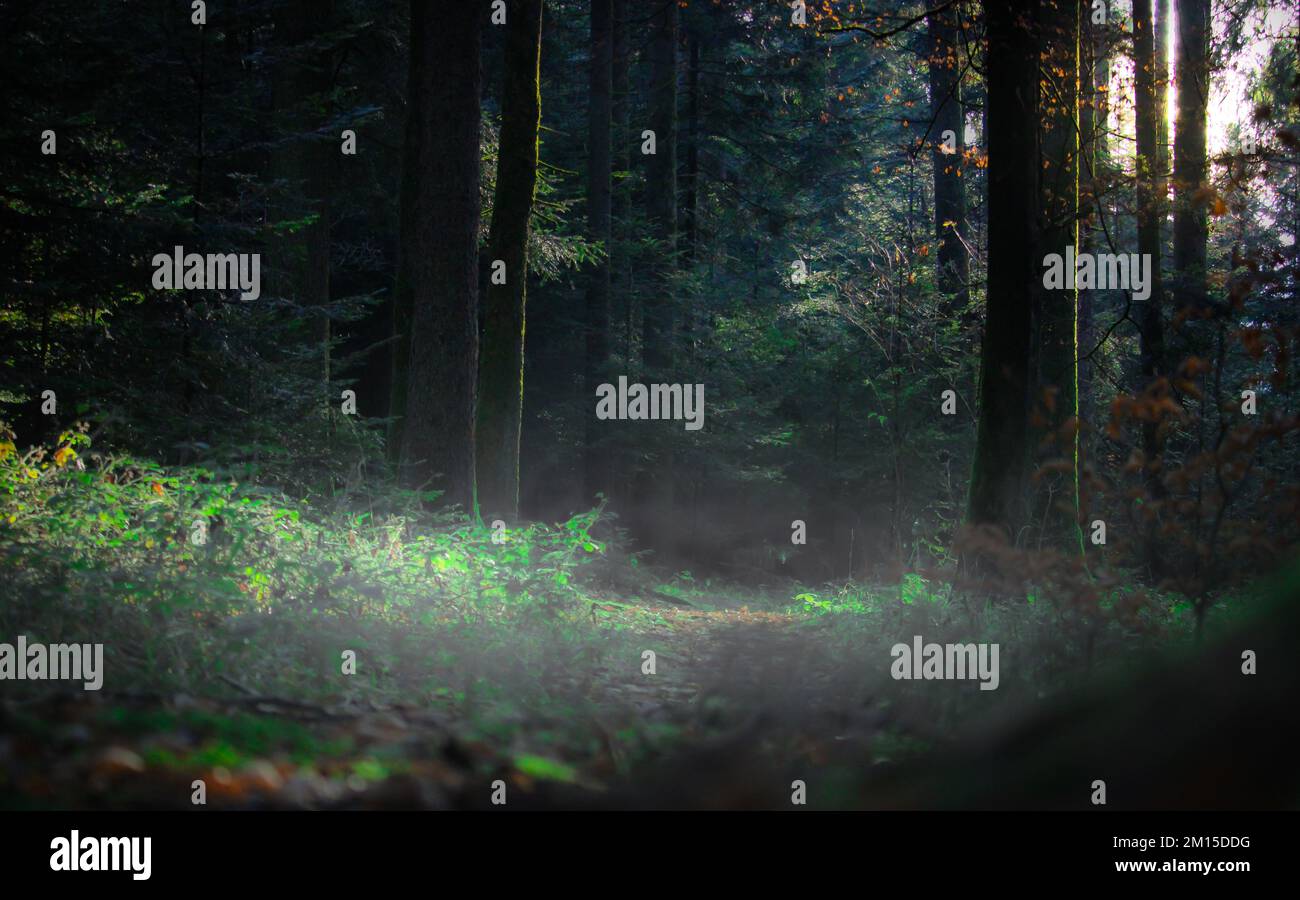 Wald im Nebel Stockfoto